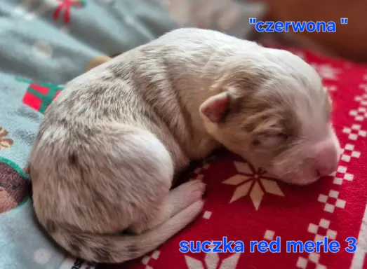 Szczeniak suczka border collie red merle ZKWP FCI 4
