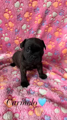 Szczenięta rasy Buldog Francuski 1