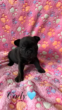 Szczenięta rasy Buldog Francuski 2