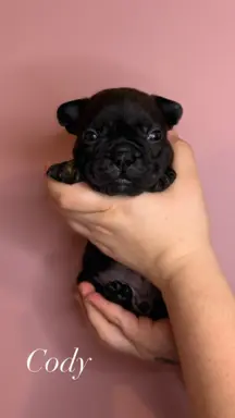 Szczenięta rasy Buldog Francuski 4