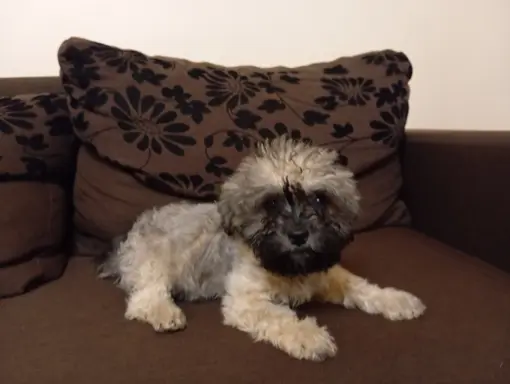 Oferuję do sprzedaży Sunię rasy Rosyjska Bolonka Kolorowa 5