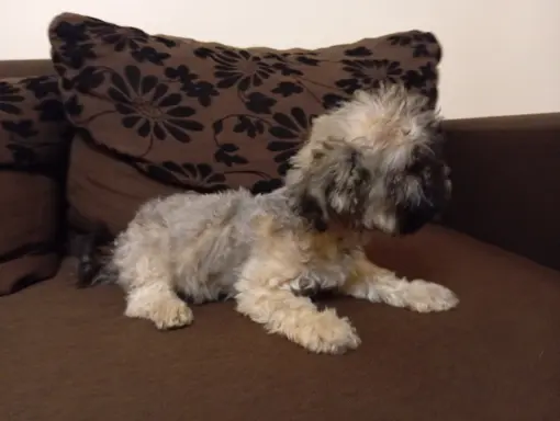 Oferuję do sprzedaży Sunię rasy Rosyjska Bolonka Kolorowa 6