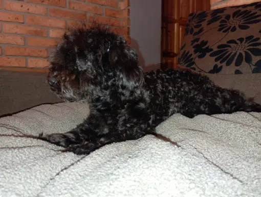 Hawana Rosyjska Bolonka Kolorowa 2