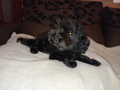 Hawana Rosyjska Bolonka Kolorowa 6