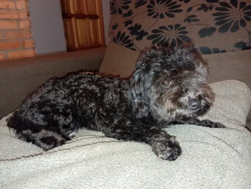 Hawana Rosyjska Bolonka Kolorowa 9