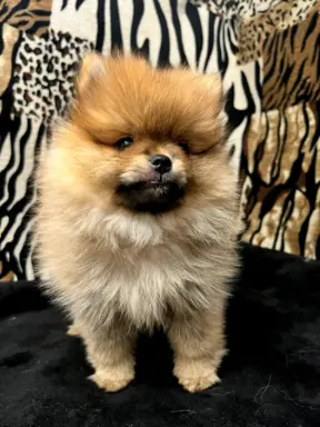 Szpic miniaturowy, Pomeranian - ORANGE 3