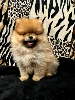 Szpic miniaturowy, Pomeranian - ORANGE 1