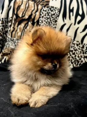 Szpic miniaturowy, Pomeranian - ORANGE 2