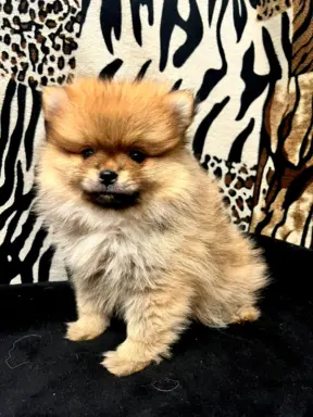 Szpic miniaturowy, Pomeranian - ORANGE 5
