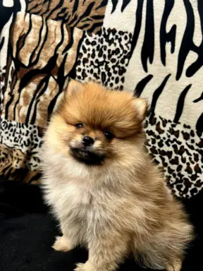 Szpic miniaturowy, Pomeranian - ORANGE 6