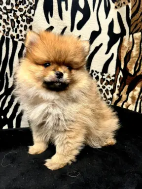 Szpic miniaturowy, Pomeranian - ORANGE 7