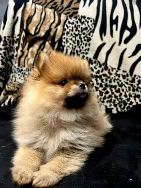 Szpic miniaturowy, Pomeranian - ORANGE 4