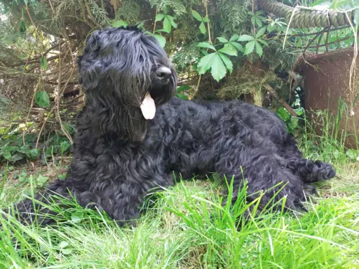 Szczenię Czarny Terier Rosyjski 2