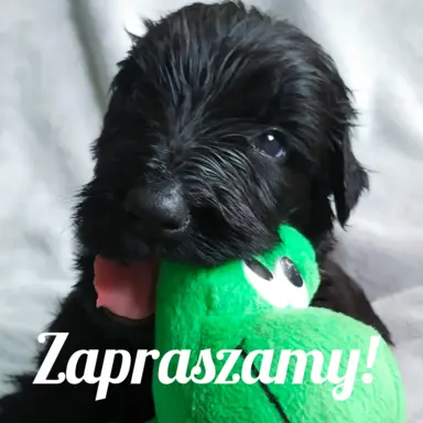 Szczenię Czarny Terier Rosyjski 1