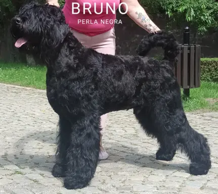 Szczenię Czarny Terier Rosyjski 4