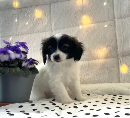 spaniel kontynentalny miniaturowy phalene (ćma) ZKwP, FCI 1