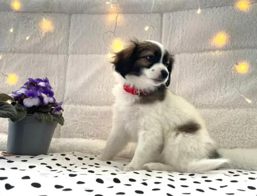 spaniel kontynentalny miniaturowy phalene (ćma) ZKwP, FCI 2