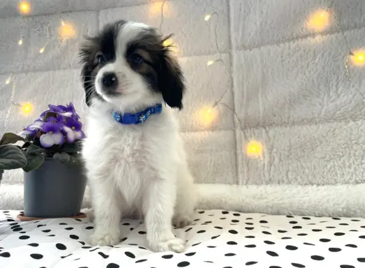 spaniel kontynentalny miniaturowy phalene (ćma) ZKwP, FCI 3