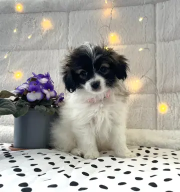 spaniel kontynentalny miniaturowy phalene (ćma) ZKwP, FCI 4