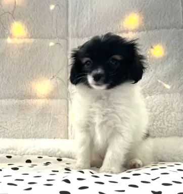 spaniel kontynentalny miniaturowy phalene (ćma) ZKwP, FCI 6