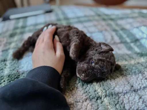 Pudel miniaturowy - śliczny czekoladowy chłopiec 2