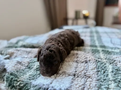 Pudel miniaturowy - śliczny czekoladowy chłopiec 4