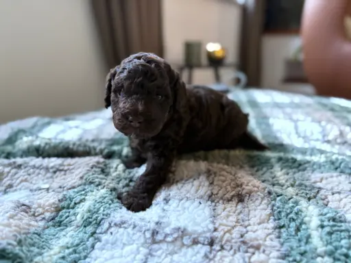 Pudel miniaturowy - śliczny czekoladowy chłopiec 5