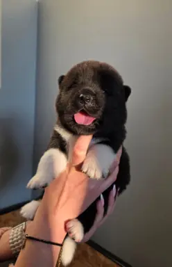 Akita amerykańska 1