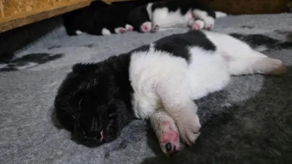 Akita amerykańska 2