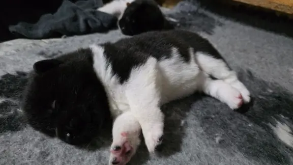 Akita amerykańska 3