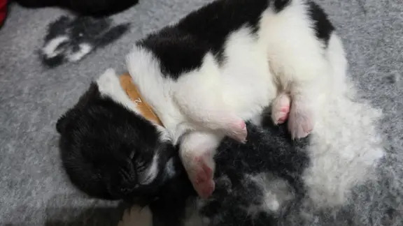 Akita amerykańska 4