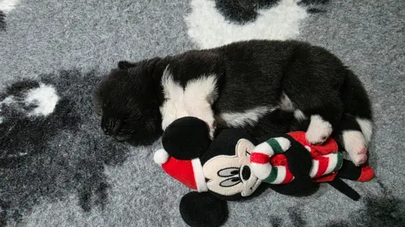 Akita amerykańska 5