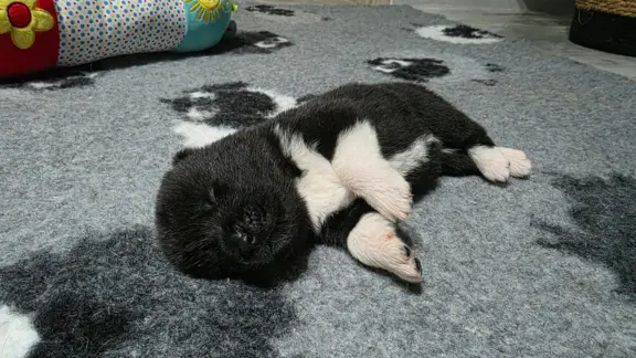 Akita amerykańska 6