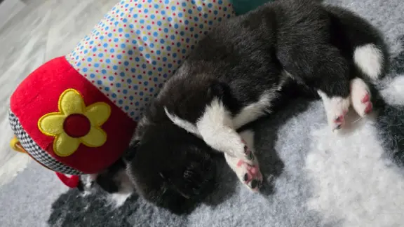 Akita amerykańska 8