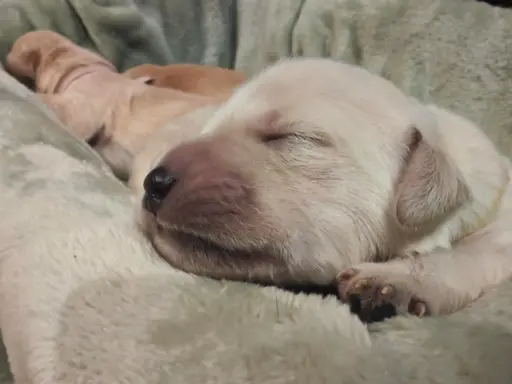Golden Retriever szczeniaki złote, biszkoptowe, białe 1