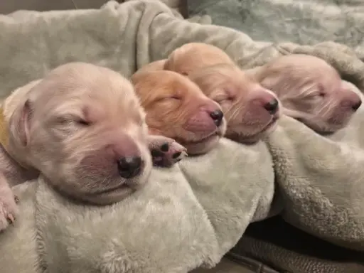 Golden Retriever szczeniaki złote, biszkoptowe, białe 2