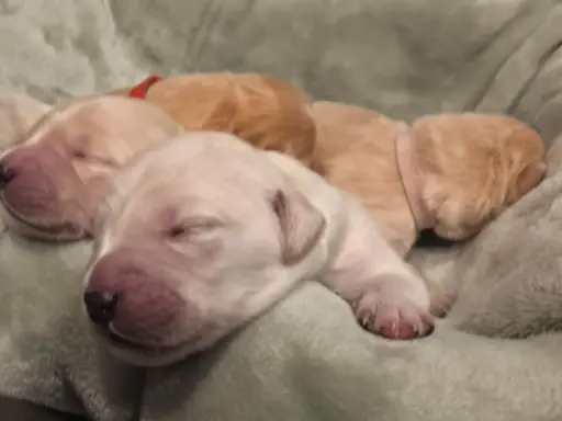 Golden Retriever szczeniaki złote, biszkoptowe, białe 3