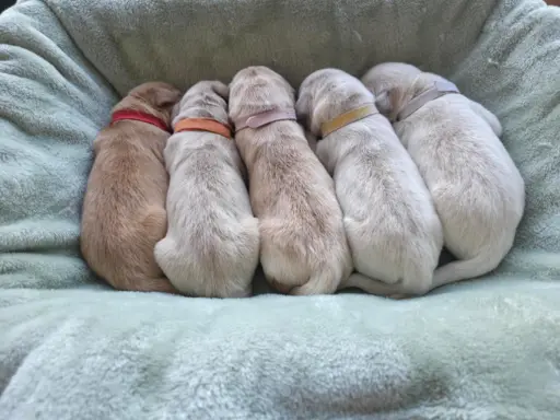 Golden Retriever szczeniaki złote, biszkoptowe, białe 4