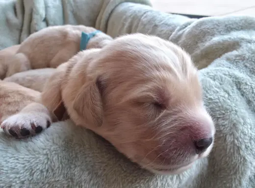 Golden Retriever szczeniaki złote, biszkoptowe, białe 6