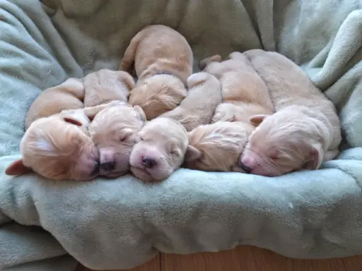 Golden Retriever szczeniaki złote, biszkoptowe, białe 7