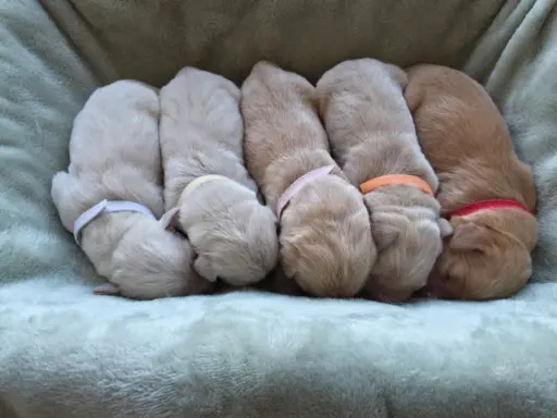 Golden Retriever szczeniaki złote, biszkoptowe, białe 8