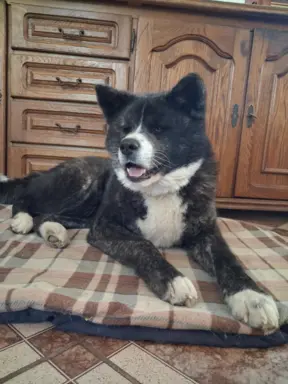 Akita - pręgowane szczenię na sprzedaż ZKWP / FCI 2