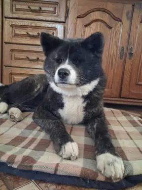 Akita - pręgowane szczenię na sprzedaż ZKWP / FCI 1