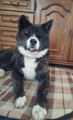 Akita - pręgowane szczenię na sprzedaż ZKWP / FCI 3