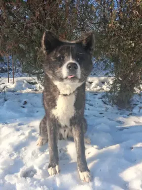 Akita - pręgowane szczenię na sprzedaż ZKWP / FCI 3