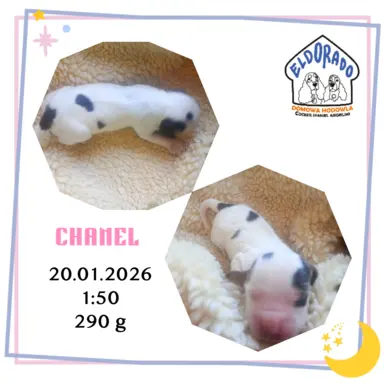 Cocker spaniel angielski 2