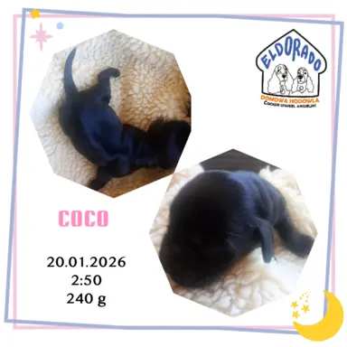 Cocker spaniel angielski 3