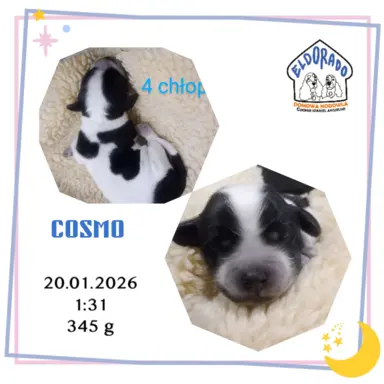 Cocker spaniel angielski 4