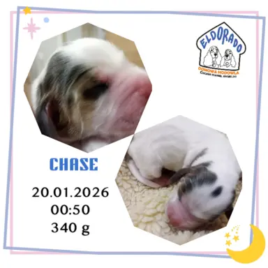 Cocker spaniel angielski 5