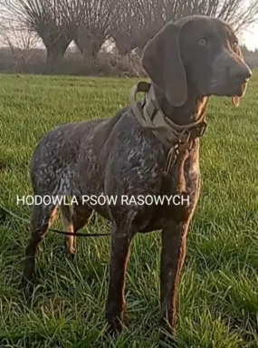 Zapowiedź miotu Szczenięta Wyżła niemieckiego 1